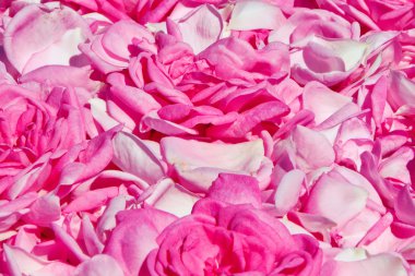 Arka plan gül yaprakları