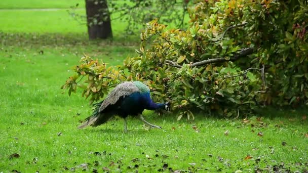 Indian peacock grazing — Stock Video