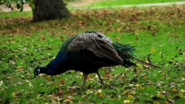Blauwe Indiase peacock — Stockvideo