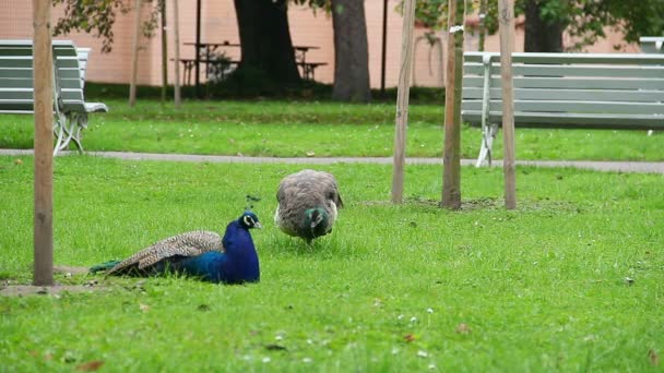 Peacock en peahen — Stockvideo