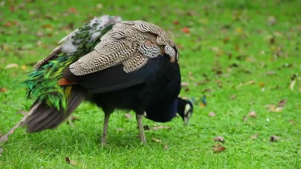 Blue peacock hunting insects — Stock Video