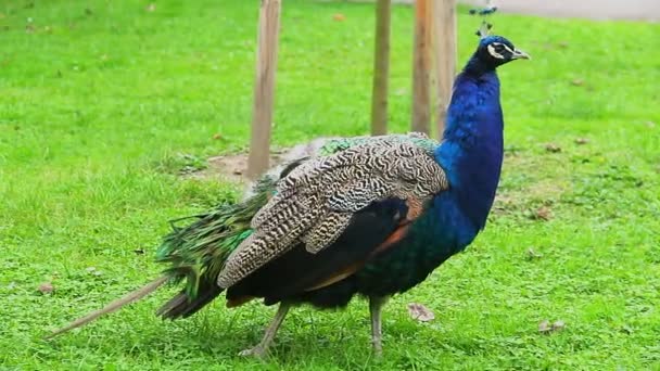 Peacock posing to camera — Stock Video