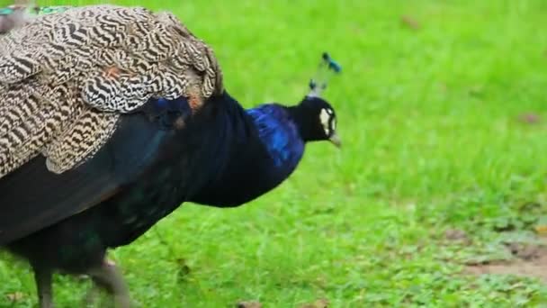 Mavi tavus kuşu avcılık böcekler — Stok video