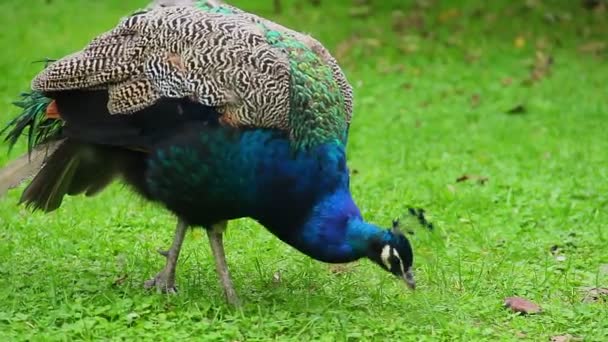 Peacock eating grass — Stock Video