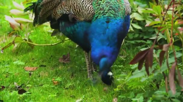 Indian peacock — Stock Video