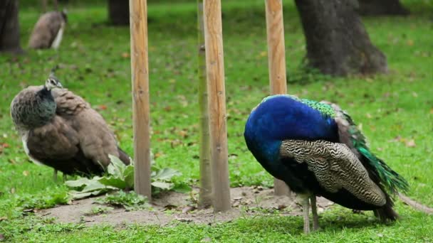 Peafowl family cleaning feathers — Stock Video