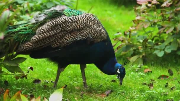 Indian peafowl peacock — Stock Video