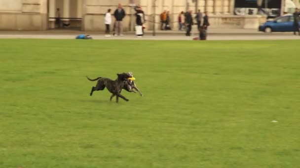 Dois cães engraçados — Vídeo de Stock