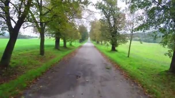 Grüne braune Bäume entlang der Straße — Stockvideo