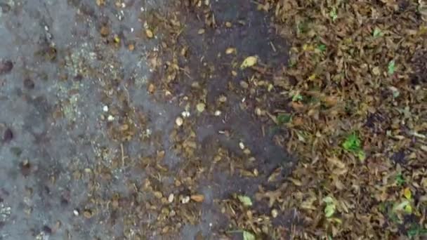 Осенние коричневые листья — стоковое видео