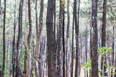 Bahçede güzel yeşil yapraklar