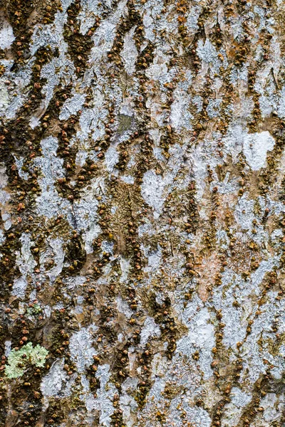 Textura Lemnului Copacul Naturii — Fotografie, imagine de stoc