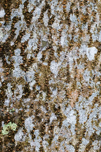 Wood Texture Nature Tree — Stock Photo, Image