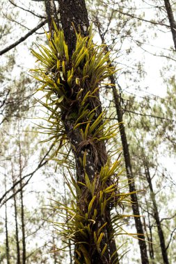Geyik boynuzu bitkileri ağaç gövdelerinde yetişir.