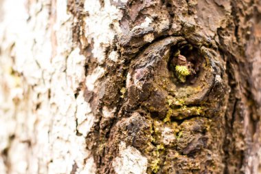 Doğa ağacının ahşap dokusu