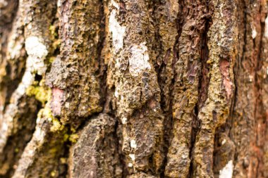 Doğa ağacının ahşap dokusu