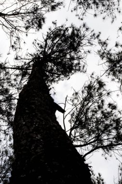 Gölgeli ve huzurlu çam ormanı