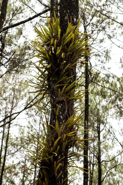 Geyik boynuzu bitkileri ağaç gövdelerinde yetişir.