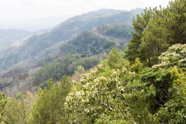 Bahçede güzel bir yaprak