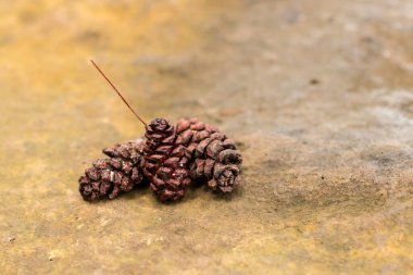 Bokeh arka planında çam ağacı meyvesi