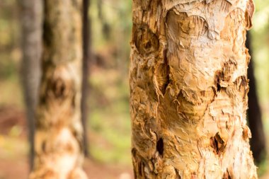 Doğa ağacının ahşap dokusu