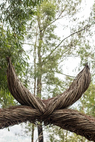 Die Baumwurzeln Sind Fein Säuberlich Parallel Ausgerichtet — Stockfoto