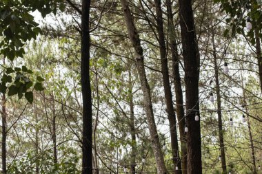 Gölgeli ve huzurlu çam ormanı