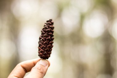 Bokeh arka planında çam ağacı meyvesi