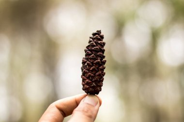 Bokeh arka planında çam ağacı meyvesi