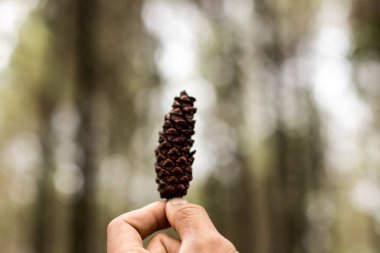 Bokeh arka planında çam ağacı meyvesi