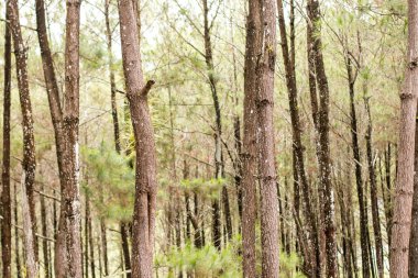 Gölgeli ve huzurlu çam ormanı