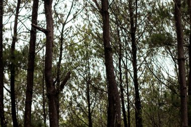 Gölgeli ve huzurlu çam ormanı