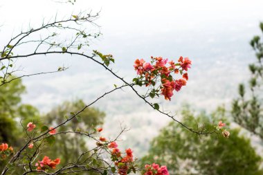 Güzel bir tepede kırmızı çiçekler