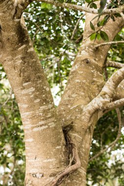 Doğa ağacının ahşap dokusu