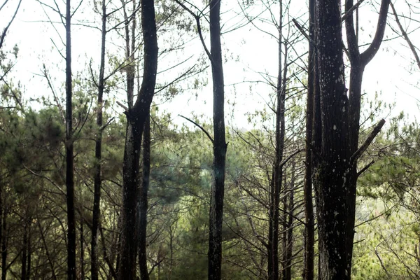 Shady Peaceful Pine Forest — Stock Photo, Image