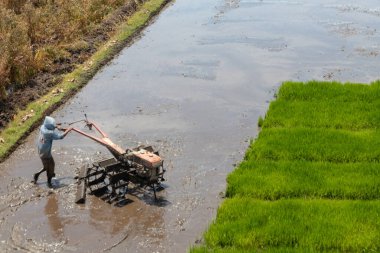 Çiftçiler ekilmek üzere tarlaları sürüyorlar.