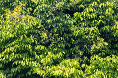 Gün boyunca taze yeşil yapraklar.