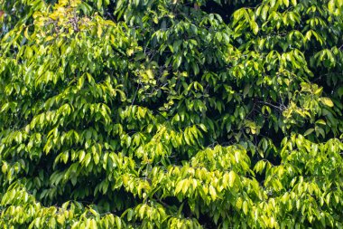 Gün boyunca taze yeşil yapraklar.