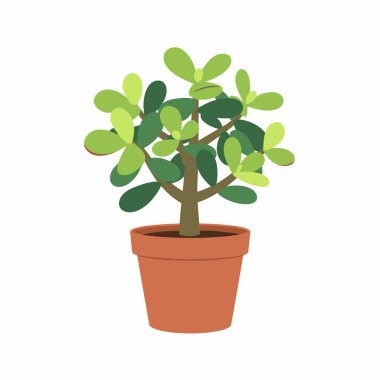 Crassula ovata 'nın basit, düz bir çizimi, genel olarak yeşil bitki ya da para ağacı olarak bilinir, kahverengi bir çömlek içinde saksıda. Beyaz bir arkaplanda izole edilmiş.