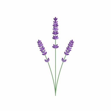Üç saplı küçük bir lavanta buketinin basit ve zarif bir botanik çizimi. Bu temiz grafik aromaterapi, sağlık, doğa ve kozmetik ile ilgili tasarımlar için mükemmeldir..