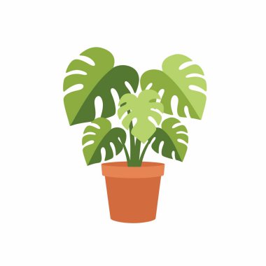Popüler bir ev bitkisinin canlı bir çizimi, Monstera deliciosa, İsviçre peynir bitkisi olarak da bilinir, basit bir terracotta demliğinde. Bu düz tasarım grafiği temiz beyaz bir arkaplanda izole edilmiştir.