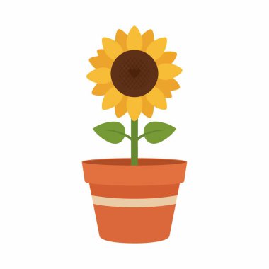 Kahverengi merkezli ve yeşil yapraklı parlak sarı bir ayçiçeğinin terakotta kabına konmuş basit bir vektör çizimi. Beyaz bir arkaplanda izole edilmiş.