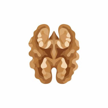 Soyulmuş ceviz yarısının vektör çizimi. Bu sağlıklı fındık, yemek pişirme ve pişirmede yaygın bir bileşendir. Düz beyaz arka planda ayrıntılı grafik şeklinde gösterilmiştir..