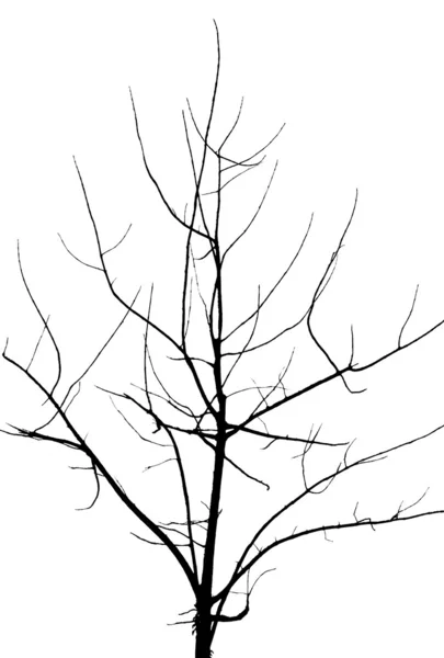 Silhouette arbre mort sur fond blanc — Photo