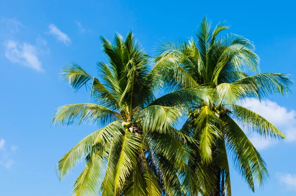 İki Yataklı Hindistan cevizi ağacı