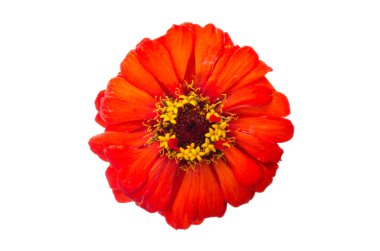 zinnia çiçeği başkanı