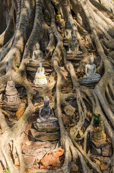 Statues de bouddha sur un arbre banyan — Photo