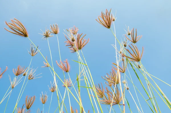 Трава цветы на поле — стоковое фото
