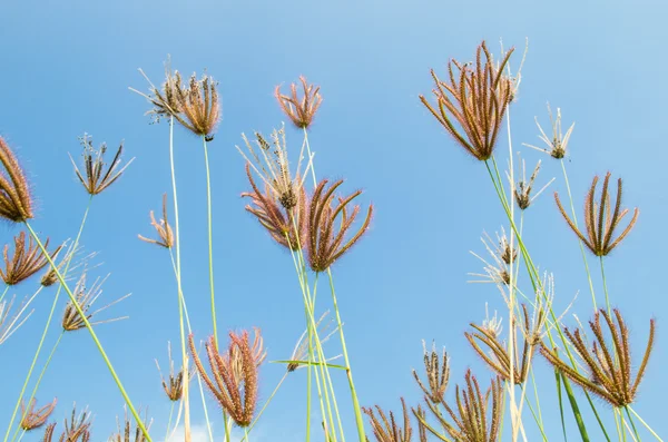 Flores de hierba en el campo — Foto de Stock