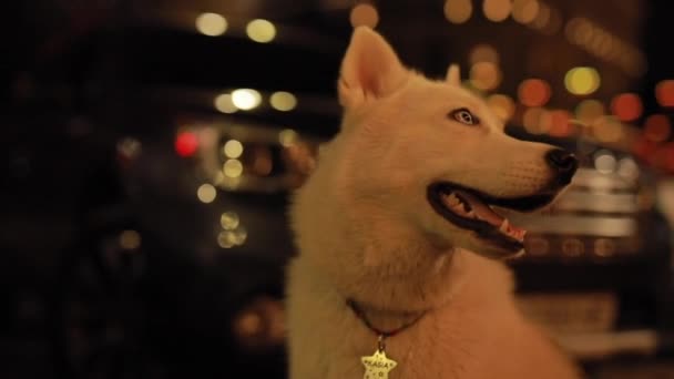 하얀 털을 가진 남편같은 개가 거리에 앉아서 살펴보고 있다 — 비디오